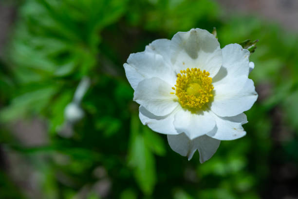 Windflowers Anemone is a genus of flowering plants in the buttercup family Ranunculaceae Windflowers Anemone is a genus of flowering plants in the buttercup family Ranunculaceae anemoneae stock pictures, royalty-free photos & images