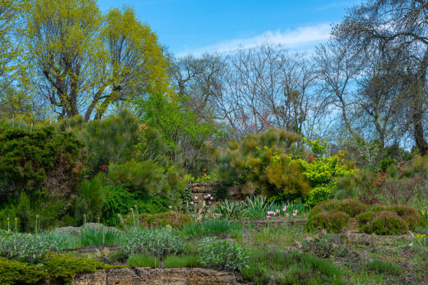 istock Blooming treelike Ephedra in the botanical garden 1920219530