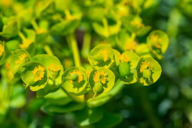 Yellow-green flowers of ornamental garden Euphorbia Yellow-green flowers of ornamental garden Euphorbia euphorbia characias stock pictures, royalty-free photos & images