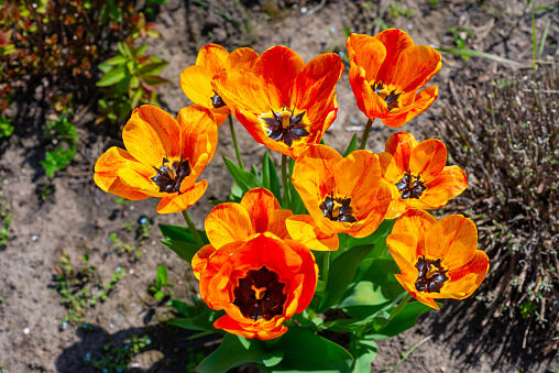 Red-yellow tulips blooming in spring in the garden, botanical garden in Odessa