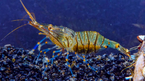istock Rockpool shrimp (Palaemon elegans), crustacean underwater 1920232695
