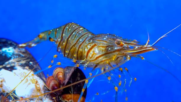 istock Rockpool shrimp (Palaemon elegans), crustacean underwater 1920232702