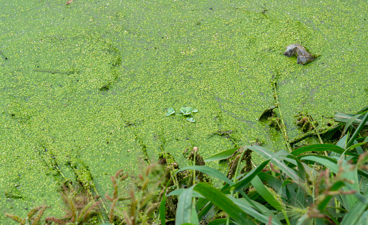 Tropical Pistia in a lake completely overgrown with duckweed and Wolffia in Odessa, Ukraine