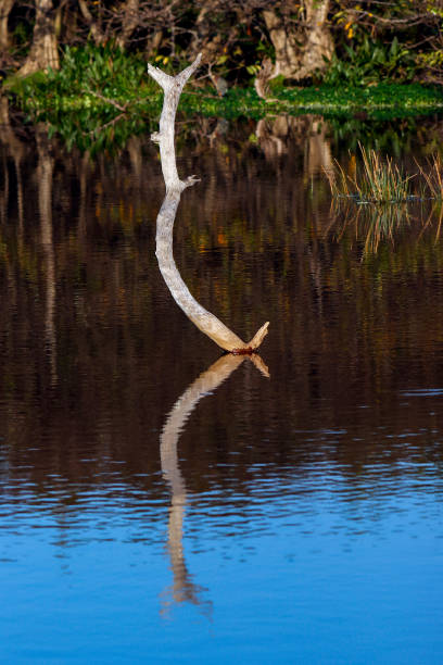 Water reflection at Wakodahatchee Wetlands stock photo