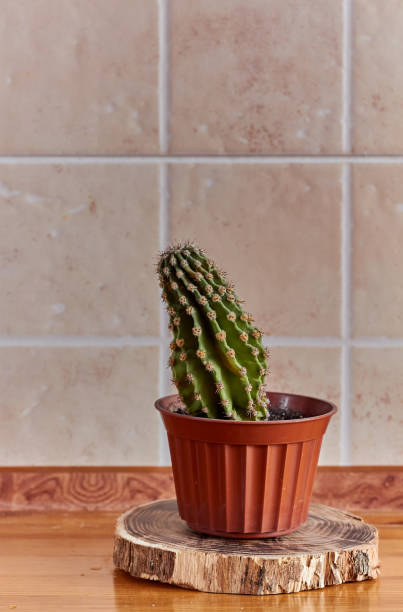 istock Brown jug in which grows green cactus. Pitcher with a cactus stands on wooden stand 1920244838