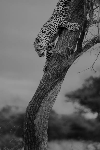 istock Leopard hunting in the tree, Namibia, Africa Safari 1920254395