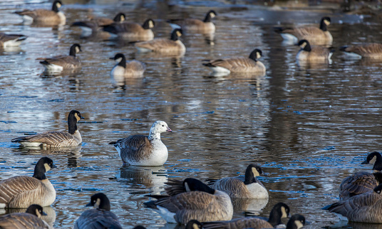 Single Snow Goose in the flock of Canadian Geese resting on the icy lake at the opening to clear water of Lake Loveland, Colorado