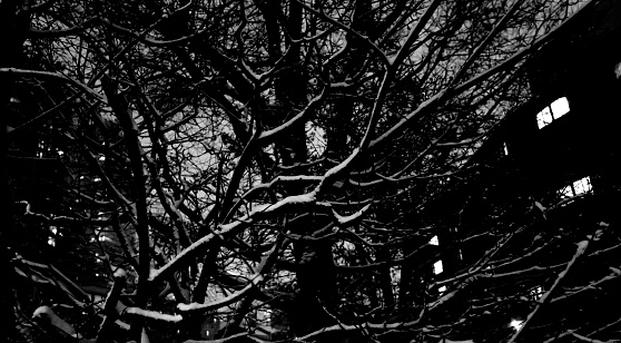 Snow-covered tree branches. Night photo with a monochrom camera