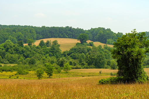 Forests and Meadows in the Rolling Hills of the Blue Ridge Parkway in Virginia