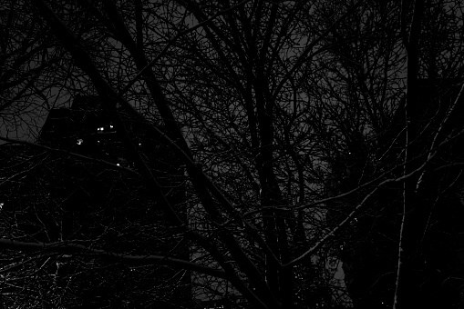 Snow-covered tree branches. Night photo with a monochrom camera