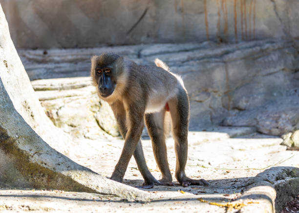 istock Female Drill Monkey (Mandrillus leucophaeus) - Graceful Presence in African Rainforests 1920312848
