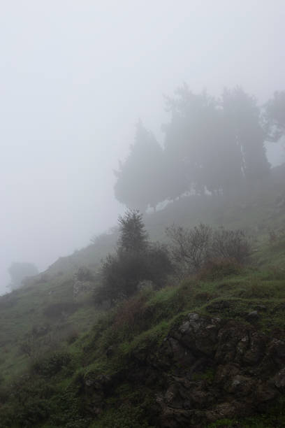 istock Car road in fog-shrouded forest 1920319116