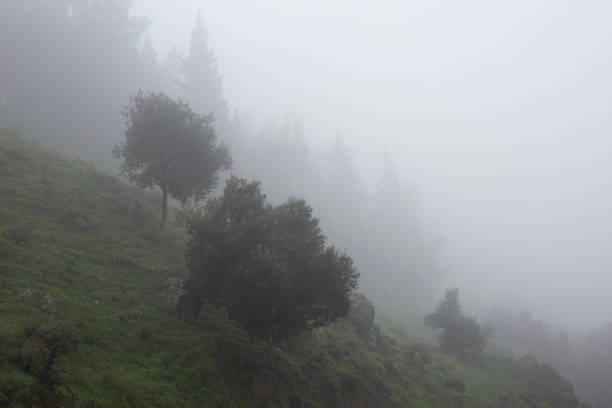 Car road in the fog-covered forest - Turkey