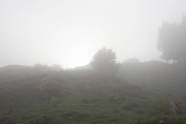 istock Car road in fog-shrouded forest 1920319563
