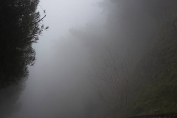 istock Car road in fog-shrouded forest 1920319657