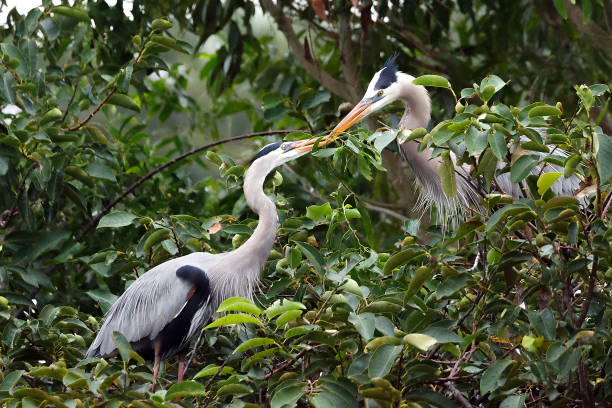 Great blue heron at the Wakodahatchee Wetlands