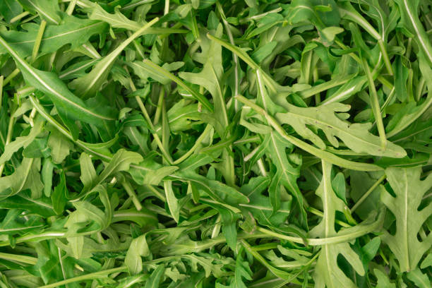 istock Fresh leaves of arugula as a background. 1920355640