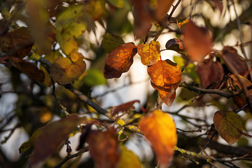 Rusty colored leafs at autumn sunny.