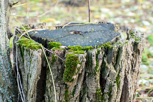 Mossy rotten acacia tree stump on winter.