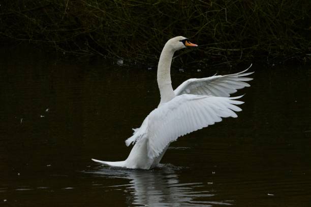 istock Mute swan stretching out wings 1920377022