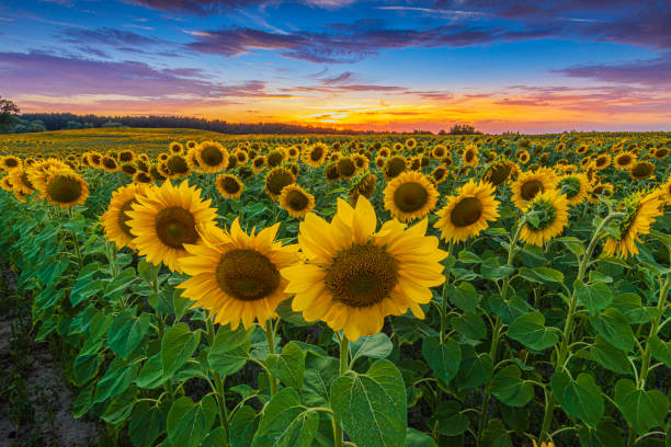 istock View over a field full of sunflowers 1920378061