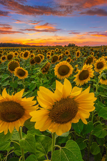 istock Sunflowers in summer evening 1920380683