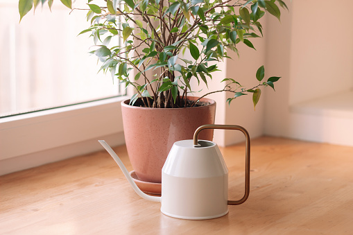 White watering can and green house plant ficus in flowerpot on the windowsill. Interior