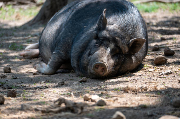 istock A wild boar lies in the sun 1920397413