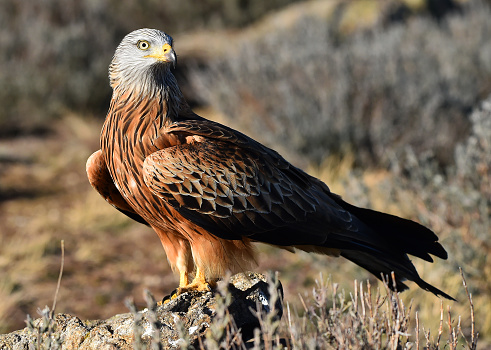 a red kite in the wild