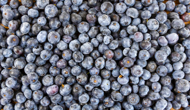 istock Blueberry background. Freshly picked blueberries. 1920416054