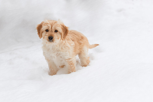 Beautiful dog puppy in the middle of the snow in winter. The dog walks in the snow.
