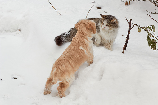 Puppy dog and adult cat. The dog wants to play and the cat does not. Enmity between a dog and a cat. Cat and dog on the street in winter.