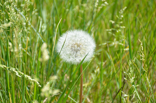 Dandelion flowers. In the background the flowers out of focus are open.