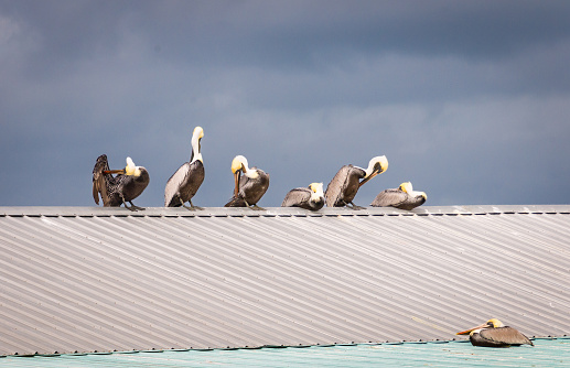A group of brown pelicans tend to their feathers as they rest on a metal roof in St. Augustine, Florida.