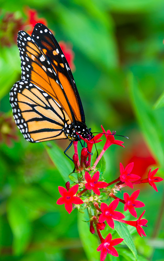 A Monarch Butterfly feeds on red tubular flowers in a Florida garden