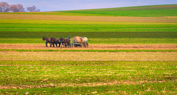 A cart with a fertilizer tank on it is pulled across a field by a team of five mules on a late December afternoon on an Amish farm in Lancaster County, Pennsylvania.