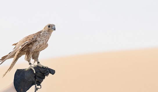 man holding White and Beige Falcon with a leather glove.Falconry is the hunting of wild animals in their natural state and habitat by means of a trained bird of prey.