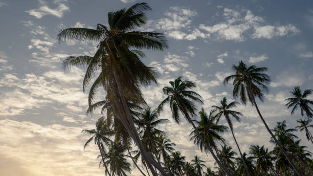 istock Coconut palm trees, beautiful tropical background 1920500941