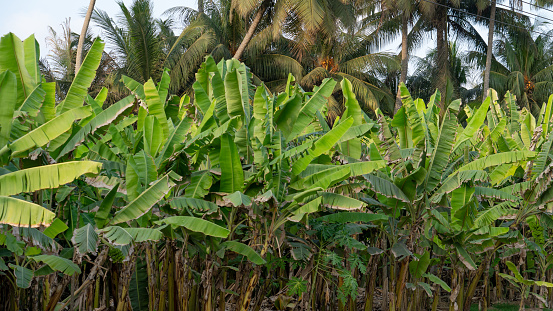 Salalah, Oman - November 11,2023:Banana plantation in salalah Oman.