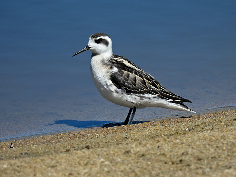 An American Avocet (Recurvirostra Americana) in winter plumage in a pond at the San Jacinto Wildlife Area, Riverside County, Southern California. This bird breeds in marshes and ponds in the Midwest as far north as southern Canada and the Pacific coast of North America.  It winters mainly on the southern Atlantic and Pacific Coasts of the United States and Mexico.