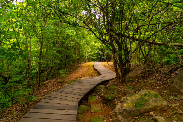 istock Nature trails in the middle of a green forest 1920520478