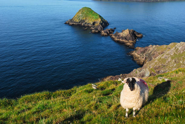 Dunmore Head, Ireland Dunmore Head, Dingle Peninsula, Ireland dingle peninsula stock pictures, royalty-free photos & images
