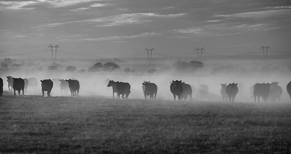 Cows grazing in the field at sunset, in the Pampas plain, Patagonia, Argentina