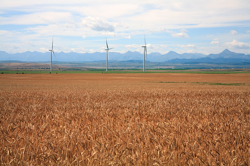 Landscape of Southern Alberta in August.  Mountains,Green fields,Wind Turbines and Wheat crop.