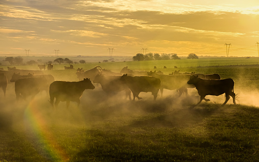 Cows grazing in the field at sunset, in the Pampas plain, Patagonia, Argentina