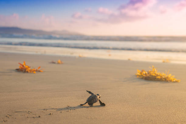 Leatherback Baby turtle beach towards sea endangered species at sunset stock photo