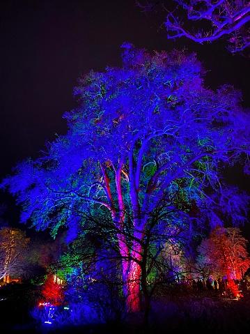 RHS Wisley Glow, hosted by the Royal Horticultural Society, transforms the night into a magical spectacle with its colourful and lit-up trees. The vibrant display of lights creates a festive atmosphere, illuminating the darkness and casting a warm and enchanting glow.

Against the backdrop of the night, the trees become living canvases, adorned with a myriad of colours that dance and shimmer. The play of lights not only brings out the natural beauty of the trees but also adds a touch of whimsy and joy to the surroundings.

RHS Wisley Glow is a celebration of nature and the holiday season, blending the beauty of the garden with the magic of illuminated art. It provides visitors with a unique and enchanting experience, inviting them to immerse themselves in the wonder of nature transformed by the artistry of light.