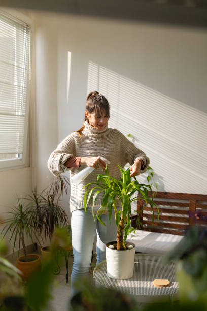 istock Woman cleans her house plants 1920637500