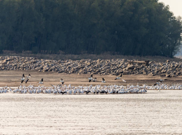 istock Large group of white pelicans in flock on sandy beach exposed due to drought 1920651777