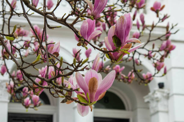 istock Pink magnolia blossoms in Kensington streets 1920677036